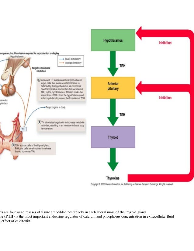 endocrine system