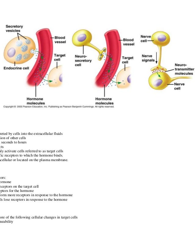 endocrine system