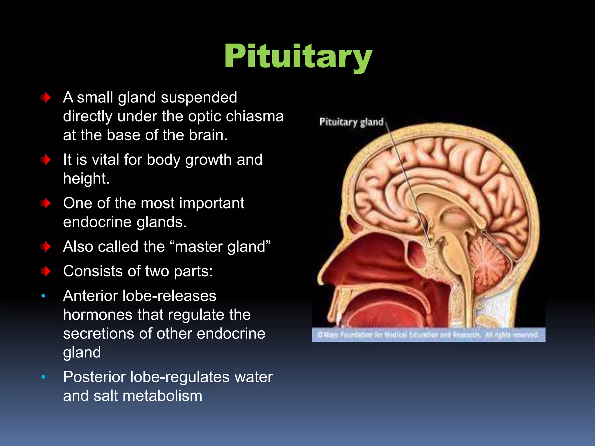 Pituitary
A small gland suspended
directly under the optic chiasma
at the base of the brain.
It is vital for body growth and
height.
One of the most important
endocrine glands.
Also called the “master gland”
Consists of two parts:
• Anterior lobe-releases
hormones that regulate the
secretions of other endocrine
gland
• Posterior lobe-regulates water
and salt metabolism
 
