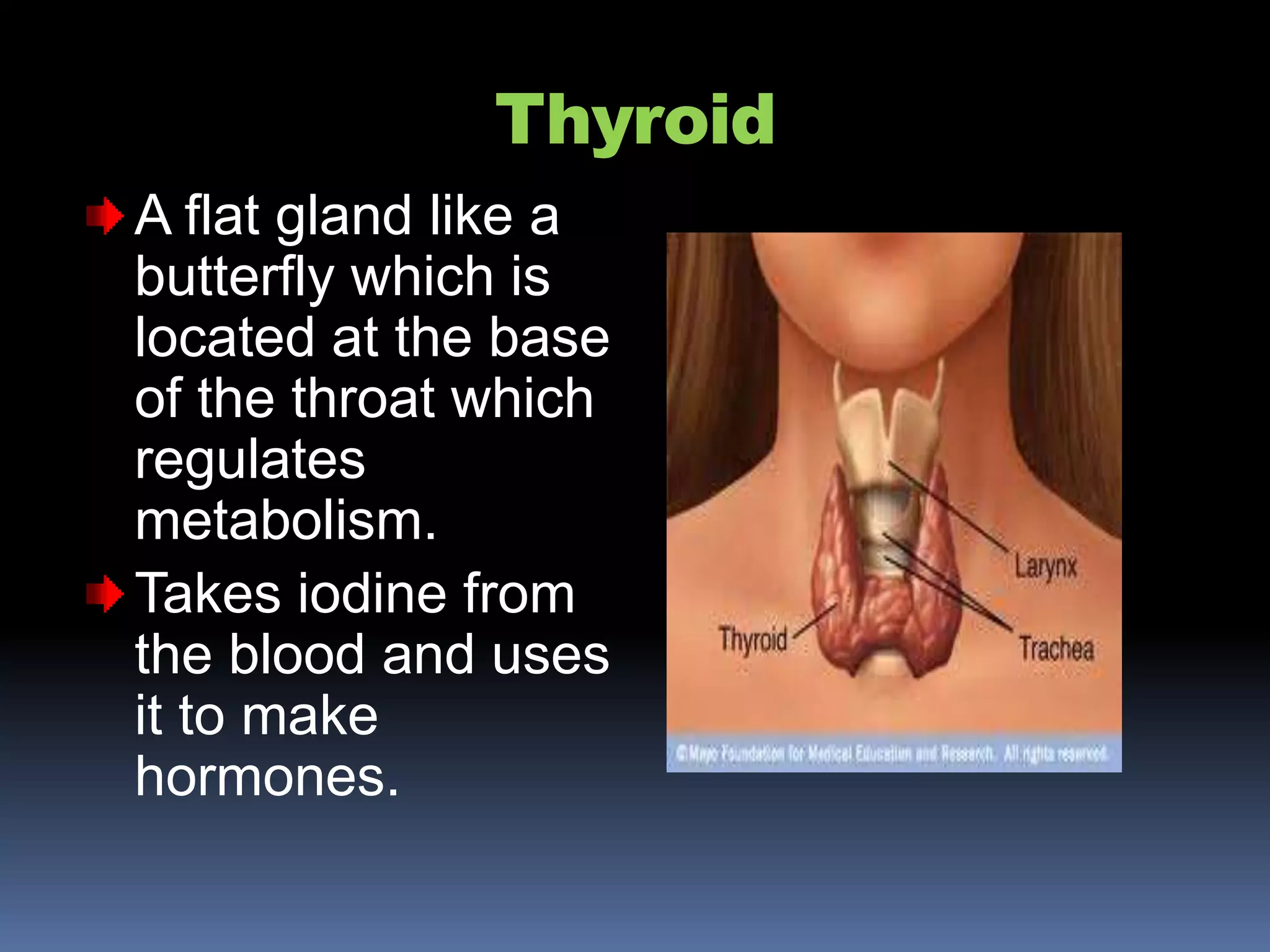 Thyroid
A flat gland like a
butterfly which is
located at the base
of the throat which
regulates
metabolism.
Takes iodine from
the blood and uses
it to make
hormones.
 