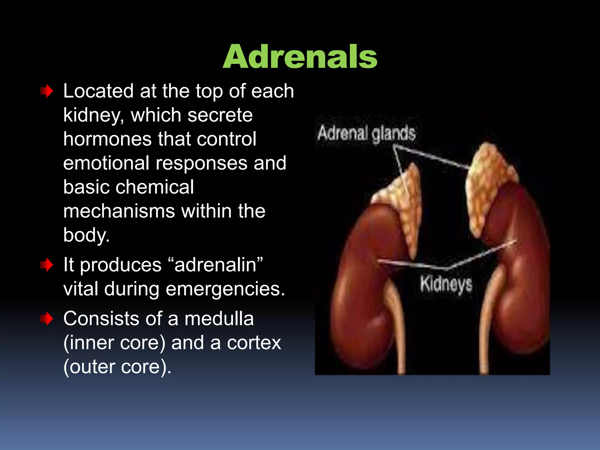Adrenals
Located at the top of each
kidney, which secrete
hormones that control
emotional responses and
basic chemical
mechanisms within the
body.
It produces “adrenalin”
vital during emergencies.
Consists of a medulla
(inner core) and a cortex
(outer core).
 