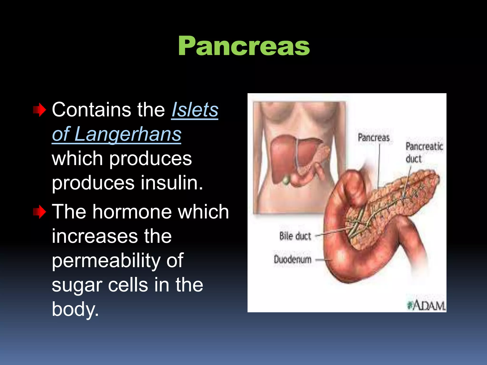 Pancreas
Contains the Islets
of Langerhans
which produces
produces insulin.
The hormone which
increases the
permeability of
sugar cells in the
body.
 