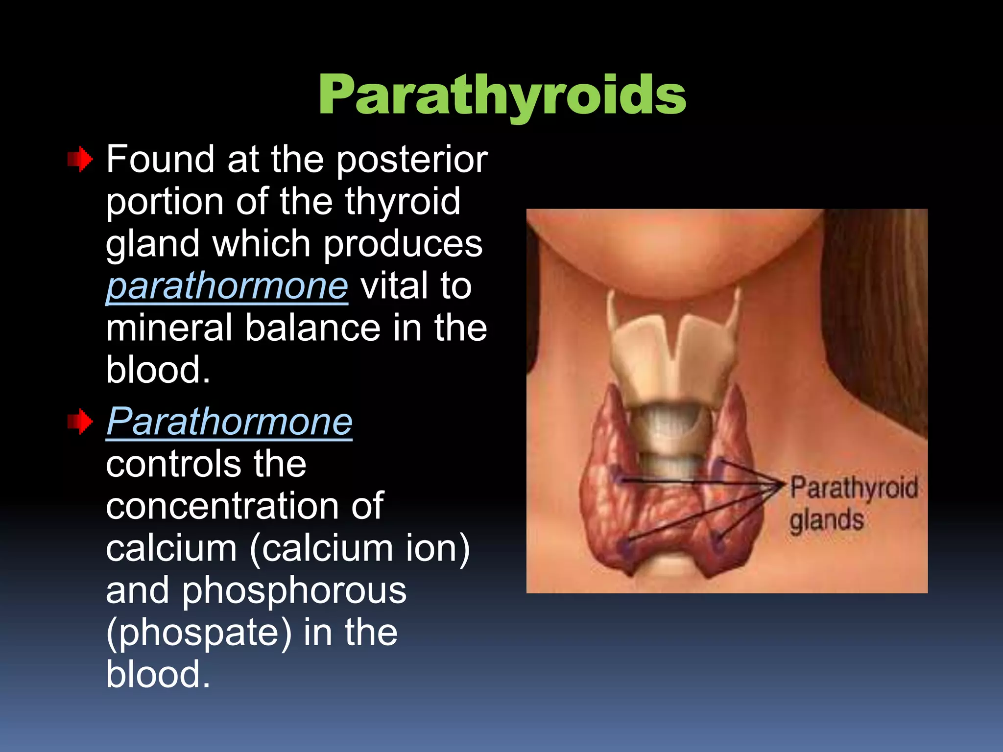 Parathyroids
Found at the posterior
portion of the thyroid
gland which produces
parathormone vital to
mineral balance in the
blood.
Parathormone
controls the
concentration of
calcium (calcium ion)
and phosphorous
(phospate) in the
blood.
 