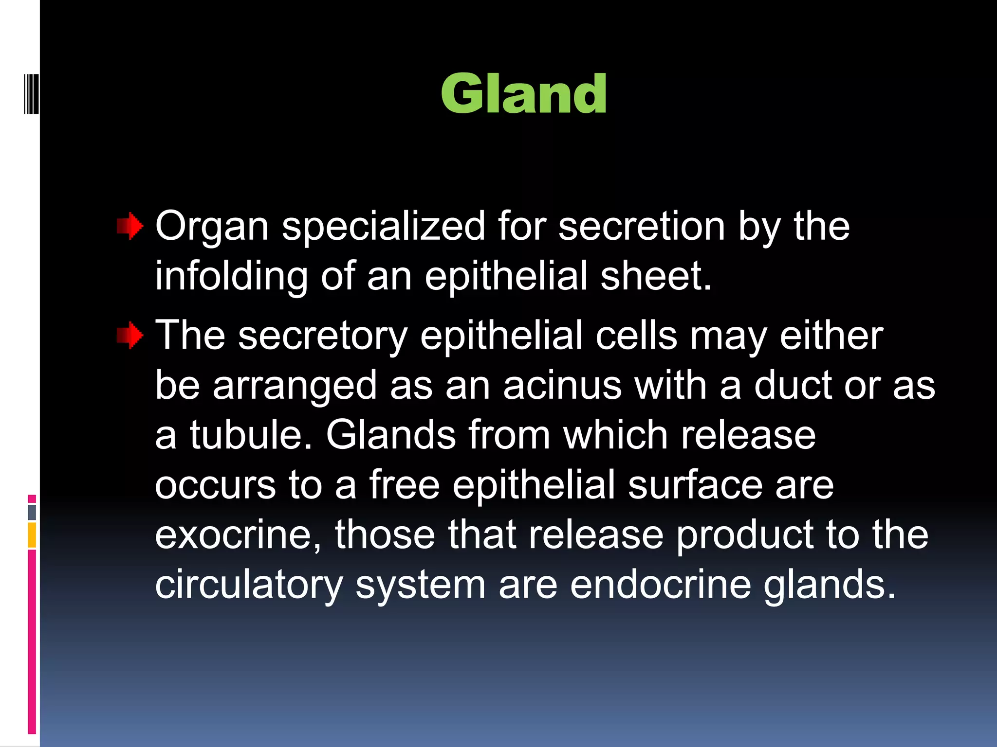 Gland
Organ specialized for secretion by the
infolding of an epithelial sheet.
The secretory epithelial cells may either
be arranged as an acinus with a duct or as
a tubule. Glands from which release
occurs to a free epithelial surface are
exocrine, those that release product to the
circulatory system are endocrine glands.
 