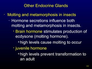 101
Other Endocrine Glands
• Molting and metamorphosis in insects
– Hormone secretions influence both
molting and metamorphosis in insects.

Brain hormone stimulates production of
ecdysone (molting hormone).

high levels cause molting to occur

juvenile hormone

high levels prevent transformation to
an adult
 