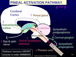 103
Cerebral
Cortex
Cerebellum
Pineal gland
Brain Stem
Eye & optic
nerve
Central sympathetic
pathways
Suprachiasmatic
nucleus
Thoracic cord
Sympathetic
preganglionic
S Cervical ganglion
Sympathetic
postganglionics
PINEAL ACTIVATION PATHWAY
1
3
4
2
5
7
Darkness increases HIOMT
enzyme to make melatonin HydroxyIndole-O-MethylTransferase
1 7
6
 