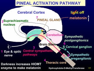 105
Cerebral Cortex
Cerebellum
PINEAL GLAND
Brain Stem
Eye & optic
nerve
Central sympathetic
pathways
Suprachiasmatic
nucleus
Thoracic cord
Sympathetic
preganglionic
S Cervical ganglion
Sympathetic
postganglionics
PINEAL ACTIVATION PATHWAY
1
3
4
2
5
7
Darkness increases HIOMT
enzyme to make melatonin HydroxyIndole-O-MethylTransferase
6
melatonin
light off
 