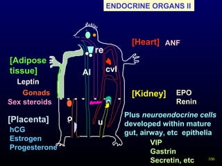 106
cvlAl
re
uo
- - - - - - -
ENDOCRINE ORGANS II
Plus neuroendocrine cells
developed within mature
gut, airway, etc epithelia
[Kidney]
[Heart] ANF
EPO
Renin
VIP
Gastrin
Secretin, etc
Gonads
[Placenta]
hCG
Estrogen
Progesterone
Sex steroids
[Adipose
tissue]
Leptin
 