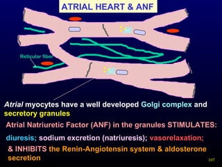 107
ATRIAL HEART & ANF
Atrial myocytes have a well developed Golgi complex and
secretory granules
Reticular fiber
Atrial Natriuretic Factor (ANF) in the granules STIMULATES:
diuresis; sodium excretion (natriuresis); vasorelaxation;
& INHIBITS the Renin-Angiotensin system & aldosterone
secretion
 