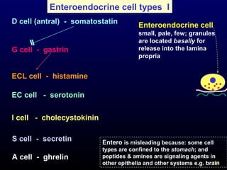 108
Enteroendocrine cell types I
Enteroendocrine cell
small, pale, few; granules
are located basally for
release into the lamina
propria
Entero is misleading because: some cell
types are confined to the stomach; and
peptides & amines are signaling agents in
other epithelia and other systems e.g. brain
G cell - gastrin
S cell - secretin
I cell - cholecystokinin
ECL cell - histamine
D cell (antral) - somatostatin
EC cell - serotonin
A cell - ghrelin
 
