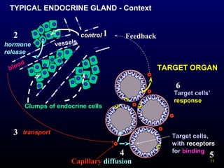 11
TYPICAL ENDOCRINE GLAND - Context
hormone
release
vessels
Clumps of endocrine cells
blood
control
Capillary diffusion
TARGET ORGAN
Target cells,
with receptors
for binding
12
transport3
4 5
Target cells’
response
6
Feedback
 
