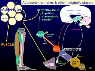 114
Adipocyte hormones & other metabolic players
RECTUM
LARGE
GUT
LIVER
SMALL
GUT
STOMACH
PANCREAS
GALL
BLADDER
E
S
O
P
H
A
G
U
S
MOUTH
APPENDI X
SALIVARY
GLAND
AIRWAY
HYPOTHALAMUS
Appetites
Homeostasis
Emotion
CEREBRAL CORTEX
Cerebellum
Pons
Mid-
brain
Medulla
PITUITARY
TALUS
CALCANEUS Metatarsa
l
FEMUR
Fat cell
Adipocytes
MUSCLE
 