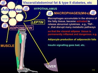 116
Visceral/abdominal fat & type II diabetes, etc
LIVER
HYPOTHALAMUS
TALUS
CALCANEUS Metatarsa
l
FEMUR
Fat cell
Adipocytes
MUSCLE
LEPTIN
ADIPONECTIN
MACROPHAGES(MΦs)
Macrophages accumulate in the stroma of
the fatty tissue, become activated to
release abnormal cytokines , e.g., TNF-
α ,that disrupt many metabolic pathways
so that the visceral adipose tissue is
permanently inflamed and dangerous, e.g.
Adipocyte production of adiponectin falls
Insulin signalling goes bad, etc.
 