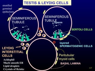 117
TESTIS & LEYDIG CELLS
Peritubular
myoid cells
LEYDIG
INTERSTITIAL
CELLS
Acidophil
Much smooth ER
Lipid droplets
Crystals of Reinke
SERTOLI CELLS
Sperm
layered
SPERMATOGENIC CELLS
{stratified
germinal
epithelium
BASAL LAMINA
SEMINIFEROUS
TUBULE
SEMINIFEROUS
TUBULE
 