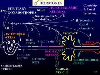 118
HORMONES
PITUITARY
GONADOTROPHS
HYPOTHALAMIC
NEURONS
INTERSTITIAL
CELLS
SEMINIFEROUS
TUBULE
PENIS
SEMINAL
VESICLE
PROSTATE
RETE
TESTIS
TUBULUS
RECTUS EFFERENT
DUCT
EPIDIDYMIS
DUCTUS
DEFERNS
BULBOURETHRAL
GLAND
urethra
Androgens
Courtship
& Coital
behaviors
GnRHFSH
LH
1
2 3
4
5 Secondary
sexual
characters
6
7
Somatic growth &
metabolism
 