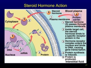 17
Steroid Hormone Action
 