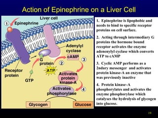 19
Action of Epinephrine on a Liver Cell
1. Epinephrine is lipophobic and
needs to bind to specific receptor
proteins on cell surface.
2. Acting through intermediary G
proteins the hormone bound
receptor activates the enzyme
adenenylyl cyclase which converts
ATP to cAMP
3. Cyclic AMP performs as a
2ndary messenger and activates
protein kinase-A an enzyme that
was previously inactive
4. Protein kinase–A
phosphorylates and activates the
enzyme phosphorylase which
catalyses the hydrolysis of glycogen
into glucose.
 