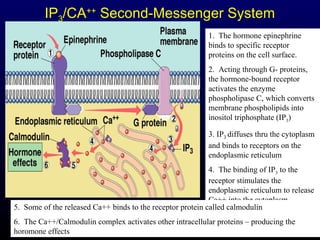 20
IP3/CA++
Second-Messenger System
1. The hormone epinephrine
binds to specific receptor
proteins on the cell surface.
2. Acting through G- proteins,
the hormone-bound receptor
activates the enzyme
phospholipase C, which converts
membrane phospholipids into
inositol triphosphate (IP3)
3. IP3 diffuses thru the cytoplasm
and binds to receptors on the
endoplasmic reticulum
4. The binding of IP3 to the
receptor stimulates the
endoplasmic reticulum to release
Ca++ into the cytoplasm
5. Some of the released Ca++ binds to the receptor protein called calmodulin
6. The Ca++/Calmodulin complex activates other intracellular proteins – producing the
horomone effects
 