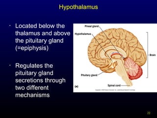 22
Hypothalamus
• Located below the
thalamus and above
the pituitary gland
(=epiphysis)
• Regulates the
pituitary gland
secretions through
two different
mechanisms
 