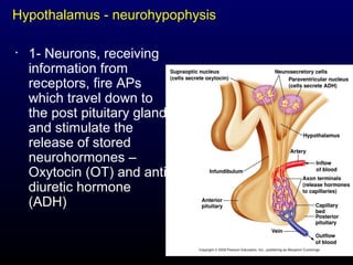 23
Hypothalamus - neurohypophysis
• 1- Neurons, receiving
information from
receptors, fire APs
which travel down to
the post pituitary gland
and stimulate the
release of stored
neurohormones –
Oxytocin (OT) and anti-
diuretic hormone
(ADH)
 