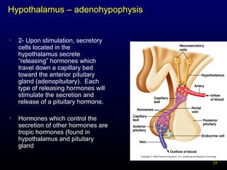 25
Hypothalamus – adenohypophysis
• 2- Upon stimulation, secretory
cells located in the
hypothalamus secrete
“releasing” hormones which
travel down a capillary bed
toward the anterior pituitary
gland (adenopituitary). Each
type of releasing hormones will
stimulate the secretion and
release of a pituitary hormone.
• Hormones which control the
secretion of other hormones are
tropic hormones (found in
hypothalamus and pituitary
gland
 