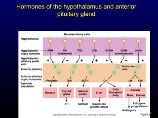 26Figure 6.5
Hormones of the hypothalamus and anterior
pituitary gland
 