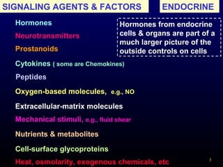 3
SIGNALING AGENTS & FACTORS
Neurotransmitters
Peptides
Oxygen-based molecules, e.g., NO
Prostanoids
Hormones
Cytokines ( some are Chemokines)
Extracellular-matrix molecules
Nutrients & metabolites
Mechanical stimuli, e.g., fluid shear
Cell-surface glycoproteins
Hormones from endocrine
cells & organs are part of a
much larger picture of the
outside controls on cells
Heat, osmolarity, exogenous chemicals, etc
ENDOCRINE
 