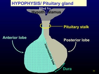 30
HYPOPHYSIS/ Pituitary gland
Pituitary stalk
Posterior lobe
Hypoth alamus
Anterior lobe
Dura
IIIrd Ve
Intermediatelobe
 