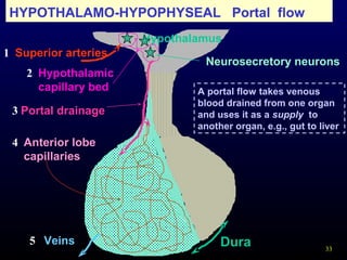 33
HYPOTHALAMO-HYPOPHYSEAL Portal flow
Superior arteries
Portal drainage
Hypothalamus
Anterior lobe
capillaries
Dura
Hypothalamic
capillary bed
Neurosecretory neurons
Veins
1
2
3
4
5
A portal flow takes venous
blood drained from one organ
and uses it as a supply to
another organ, e.g., gut to liver
 