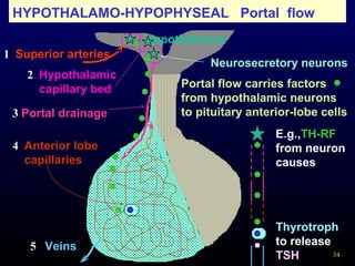 34
HYPOTHALAMO-HYPOPHYSEAL Portal flow
Superior arteries
Portal drainage
Hypothalamus
Anterior lobe
capillaries
Hypothalamic
capillary bed
Neurosecretory neurons
Veins
1
2
3
4
5
Portal flow carries factors
from hypothalamic neurons
to pituitary anterior-lobe cells
E.g.,TH-RF
from neuron
causes
Thyrotroph
to release
TSH
 
