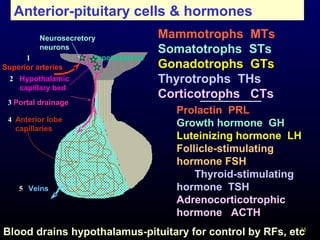 35
Superior arteries
Portal drainage
Hypothalamus
Anterior lobe
capillaries
Hypothalamic
capillary bed
Neurosecretory
neurons
Veins
1
2
3
4
5
Mammotrophs MTs
Somatotrophs STs
Gonadotrophs GTs
Thyrotrophs THs
Corticotrophs CTs
Blood drains hypothalamus-pituitary for control by RFs, etc
Prolactin PRL
Growth hormone GH
Luteinizing hormone LH
Follicle-stimulating
hormone FSH
Thyroid-stimulating
hormone TSH
Adrenocorticotrophic
hormone ACTH
Anterior-pituitary cells & hormones
 