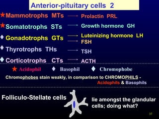 37
Anterior-pituitary cells 2
Mammotrophs MTs
Somatotrophs STs
Gonadotrophs GTs
Thyrotrophs THs
Corticotrophs CTs
Prolactin PRL
Growth hormone GH
Luteinizing hormone LH
FSH
TSH
ACTH
Acidophil Basophil Chromophobe
Chromophobes stain weakly, in comparison to CHROMOPHILS -
Acidophils & Basophils
Folliculo-Stellate cells lie amongst the glandular
cells; doing what?
 