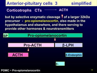 38
Anterior-pituitary cells 3
Corticotrophs CTs ACTH
but by selective enzymatic cleavage of a larger 32kDa
precursor - pro-opiomelanocortin, also made in the
hypothalamus and elsewhere, and there serving to
provide other hormones & neurotransmitters
Pro-opiomelanocortin
ACTH
Pro-ACTH β-LPH
β-Endorphin
β-
MSH
SP
simplified
POMC ~ Pro-opiomelanocortin
 