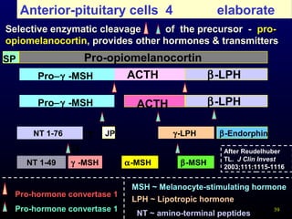 39
Anterior-pituitary cells 4
Selective enzymatic cleavage of the precursor - pro-
opiomelanocortin, provides other hormones & transmitters
ACT
H
β-Endorphin
Pro-opiomelanocortinSP
NT 1-76
β-LPHACTH
β-LPHACTH
γ-LPH
NT 1-49
JP
γ -MSH α-MSH β-MSH
elaborate
MSH ~ Melanocyte-stimulating hormone
NT ~ amino-terminal peptides
LPH ~ Lipotropic hormone
Pro-hormone convertase 1
Pro-hormone convertase 1
Pro−γ -MSH
Pro−γ -MSH
After Reudelhuber
TL. J Clin Invest
2003;111:1115-1116
 