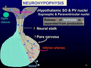 40
NEUROHYPOPHYSIS
Pars nervosa
Hypothalamic SO & PV nuclei
Supraoptic & Paraventricular nuclei
Hypothalamus 1
2
3
Inferior arteries
Veins
Release of hormone is
separated from production
*
*
*
*
Neural stalk
Optic
chiasm
 