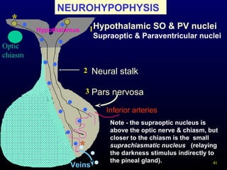 41
NEUROHYPOPHYSIS
Pars nervosa
Hypothalamic SO & PV nuclei
Supraoptic & Paraventricular nuclei
Hypothalamus 1
2
3
Inferior arteries
Veins
*
*
Neural stalk
Optic
chiasm
Note - the supraoptic nucleus is
above the optic nerve & chiasm, but
closer to the chiasm is the small
suprachiasmatic nucleus (relaying
the darkness stimulus indirectly to
the pineal gland).
 