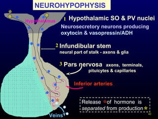 42
NEUROHYPOPHYSIS
Pars nervosa axons, terminals,
pituicytes & capillaries
Hypothalamic SO & PV nucleiHypothalamus
Infundibular stem
neural part of stalk - axons & glia
1
2
3
Neurosecretory neurons producing
oxytocin & vasopressin/ADH
Inferior arteries
Veins
Release of hormone is
separated from production
* *
*
*
 