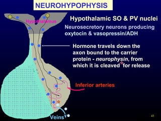 43
NEUROHYPOPHYSIS
Hypothalamic SO & PV nucleiHypothalamus
Neurosecretory neurons producing
oxytocin & vasopressin/ADH
Inferior arteries
Veins
Hormone travels down the
axon bound to the carrier
protein - neurophysin, from
which it is cleaved for release
*
*
 