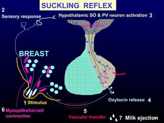 44
SUCKLING REFLEX
Hypothalamic SO & PV neuron activation
Hypothalamus
*
BREAST
Myoepithelial-cell
contraction
Sensory response
Oxytocin release
Stimulus1
2
3
4
56
7 Milk ejectionVascular transfer
 