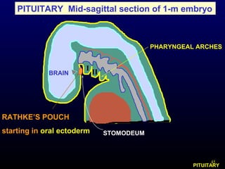 45
PITUITARY Mid-sagittal section of 1-m embryo
STOMODEUM
PHARYNGEAL ARCHES
PITUITARY
RATHKE’S POUCH
starting in oral ectoderm
BRAIN
I
II
 