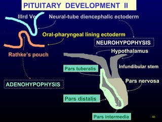 46
PITUITARY DEVELOPMENT II
Neural-tube diencephalic ectoderm
Oral-pharyngeal lining ectoderm
IIIrd Ve
Rathke’s pouch
Pars tuberalis
Pars distalis
Pars intermedia
Pars nervosa
Infundibular stem
Hypothalamus
ADENOHYPOPHYSIS
NEUROHYPOPHYSIS
 