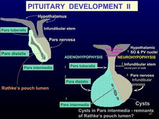 47
PITUITARY DEVELOPMENT II
Pars tuberalis
Pars distalis
Pars intermedia
Pars nervosa
Infundibular stem
Hypothalamus
Pars nervosa
Infundibular
process
Pars intermedia
Hypothalamic
SO & PV nuclei
Hypothalamic
median
eminence
ADENOHYPOPHYSIS
Pars distalis
Pars tuberalis
NEUROHYPOPHYSIS
Infundibular stem
neural part of stalk1
3
2
1
2
3
Cysts
Cysts in Pars intermedia - remnants
of Rathke’s pouch lumen?
Rathke’s pouch lumen
 