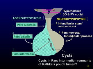 48
Pars nervosa/
Infundibular process
Pars intermedia
Hypothalamic
SO & PV nuclei
Hypothalamic
median eminence
ADENOHYPOPHYSIS
Pars distalis
Pars tuberalis
NEUROHYPOPHYSIS
Infundibular stem/
neural part of stalk1
3
2
1
2
3
Cysts
Cysts in Pars intermedia - remnants
of Rathke’s pouch lumen?
 