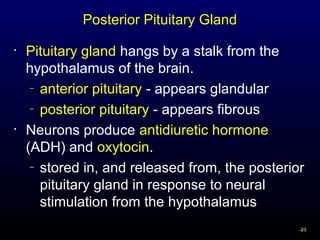 49
Posterior Pituitary Gland
• Pituitary gland hangs by a stalk from the
hypothalamus of the brain.
– anterior pituitary - appears glandular
– posterior pituitary - appears fibrous
• Neurons produce antidiuretic hormone
(ADH) and oxytocin.
– stored in, and released from, the posterior
pituitary gland in response to neural
stimulation from the hypothalamus
 