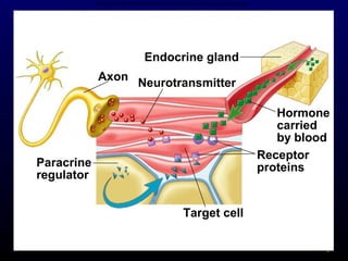 5
Copyright © The McGraw-Hill Companies, Inc. Permission required for reproduction or display.
Axon
Neurotransmitter
Endocrine gland
Paracrine
regulator
Receptor
proteins
Hormone
carried
by blood
Target cell
 