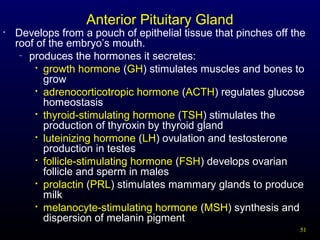 51
Anterior Pituitary Gland
• Develops from a pouch of epithelial tissue that pinches off the
roof of the embryo’s mouth.
– produces the hormones it secretes:

growth hormone (GH) stimulates muscles and bones to
grow

adrenocorticotropic hormone (ACTH) regulates glucose
homeostasis

thyroid-stimulating hormone (TSH) stimulates the
production of thyroxin by thyroid gland

luteinizing hormone (LH) ovulation and testosterone
production in testes

follicle-stimulating hormone (FSH) develops ovarian
follicle and sperm in males

prolactin (PRL) stimulates mammary glands to produce
milk

melanocyte-stimulating hormone (MSH) synthesis and
dispersion of melanin pigment
 