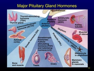 52
Major Pituitary Gland Hormones
 