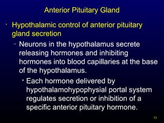 53
Anterior Pituitary Gland
• Hypothalamic control of anterior pituitary
gland secretion
– Neurons in the hypothalamus secrete
releasing hormones and inhibiting
hormones into blood capillaries at the base
of the hypothalamus.

Each hormone delivered by
hypothalamohypophysial portal system
regulates secretion or inhibition of a
specific anterior pituitary hormone.
 