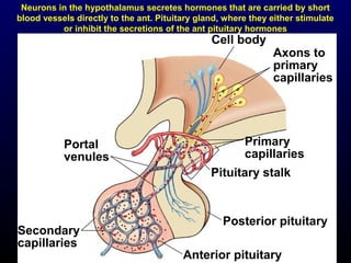 54
Neurons in the hypothalamus secretes hormones that are carried by short
blood vessels directly to the ant. Pituitary gland, where they either stimulate
or inhibit the secretions of the ant pituitary hormones
Cell body
Axons to
primary
capillaries
Primary
capillaries
Pituitary stalk
Posterior pituitary
Anterior pituitary
Secondary
capillaries
Portal
venules
 