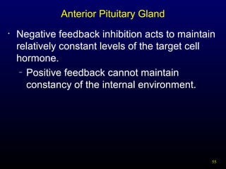 55
Anterior Pituitary Gland
• Negative feedback inhibition acts to maintain
relatively constant levels of the target cell
hormone.
– Positive feedback cannot maintain
constancy of the internal environment.
 